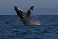 Humpback Whale